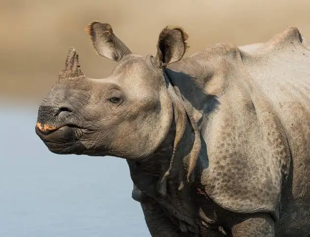 Kaziranga National Park